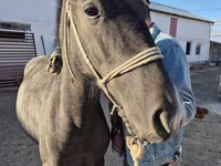 Koń, Thoroughbred horse — zdjęcie 4