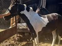 Kůň, Nonius horse — foto 2