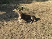 Kůň, Koně — foto 1