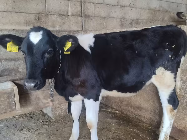 Ko, Russian Black pied cattle