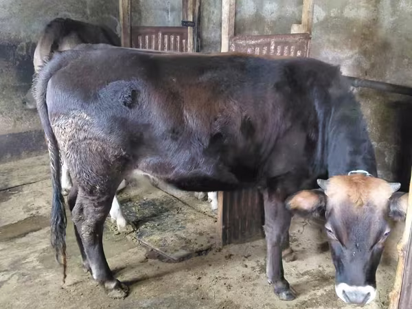 Cow, Cattle