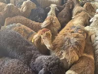 Ram, Schapen — foto 2