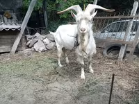 Buk, Saanen goat — foto 3