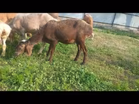 Owca, Arashan sheep — zdjęcie 2
