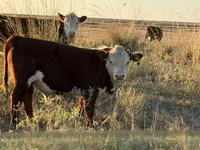 Lembu jantan, White-headed Ukrainian — foto 6