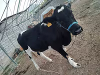 Cow, Russian Black pied cattle — photo 4