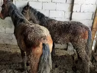 Kuda jantan, Horses — foto 5