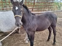Cavallo, Cavalli — foto 3