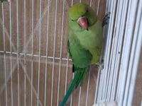 Qəfəslə erkəy 200 azn vatsap əlaqə Nimfa (Cockatiel) tutuquşu və qəfəs — عکس 3