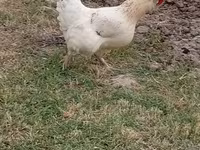Chickens — foto 4