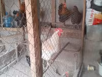 Chickens — foto 2