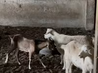 Cabras (lote, sexo no especificado), Nubian Goat — foto 3