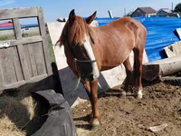 Kuda betina, Horses — foto 2