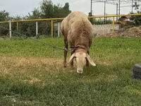 قوچ, Rhon sheep — عکس 4
