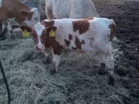 Boğa, Simmental cattle — foto 1