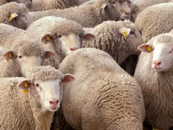 Sheep, Sheep — Moldova
