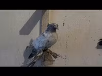 Ducks — 3-сурет