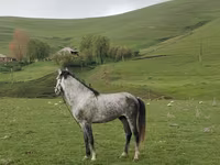 اسب نر, Azerbaijan horse — عکس 1