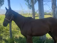 Kobyła, Arabian horse — zdjęcie 1