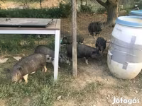 Қабан, Вьетнамская вислобрюхая — 3-сурет