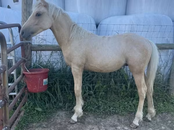 Horse (M), Palomino