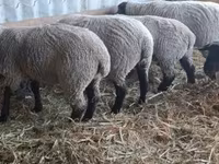 بھیڑ, White Suffolk sheep — تصویر 3