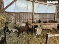 公羊, Merino sheep — 照片 7