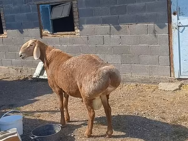 Koç, Edilbay sheep