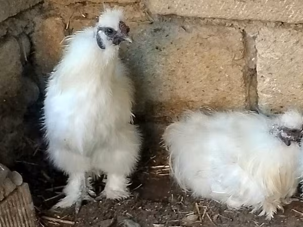 Silkie
