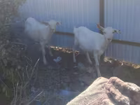 Billy Goat, Saanen goat — photo 2