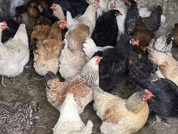 Chickens