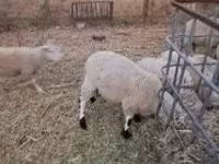Biri-biri (lot, jantina tidak dinyatakan), Sheep — foto 4