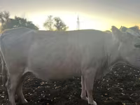 Mucca, Bovini — foto 1