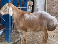 숫양, Arashan sheep — 사진 2