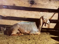 Ovce, Arashan sheep — foto 2