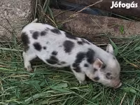 Babi hutan, Мини-пиг — foto 5