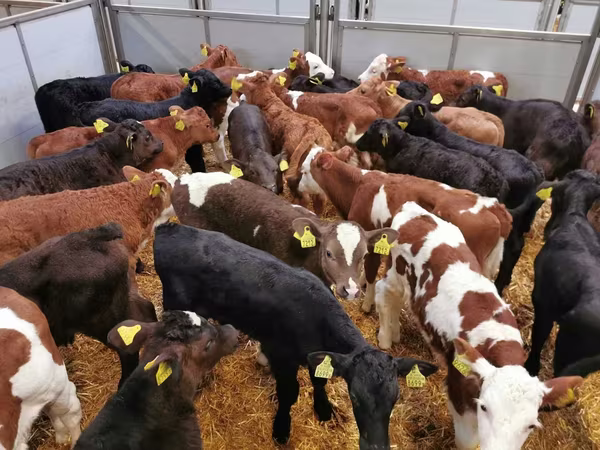گاو ماده, Russian Black pied cattle