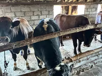 Býk, Kazachská bílá hlava kráva — foto 7