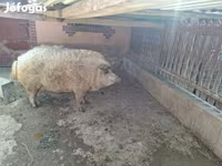 Kanec, Мангалица — foto 1