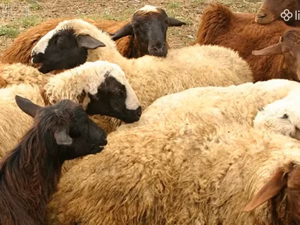 Ram, Sheep — Armenia