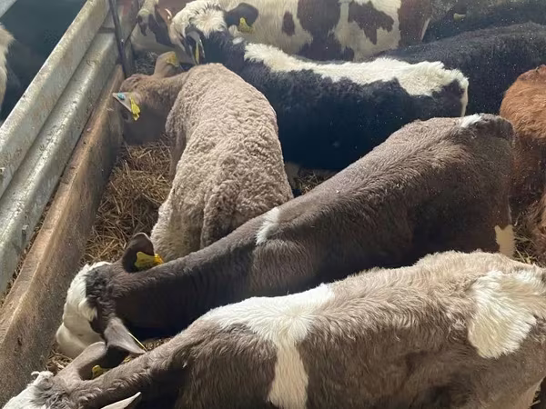 Touro, Simmental cattle
