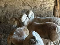 Schaf, Rhon sheep — Foto 5