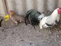 Chickens — sawirka 2