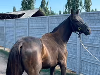 Hingst, Friesian sport horse — foto 5