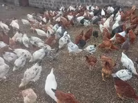 Chickens — عکس 1