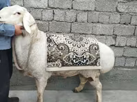 قوچ, گوسفند — عکس 2