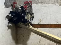 Chickens — รูปภาพ 2