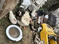 Ducks — عکس 5