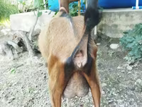 Cabra, Alpine goat — foto 4