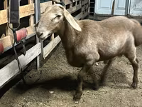 Cừu đực, Arashan sheep — ảnh 3